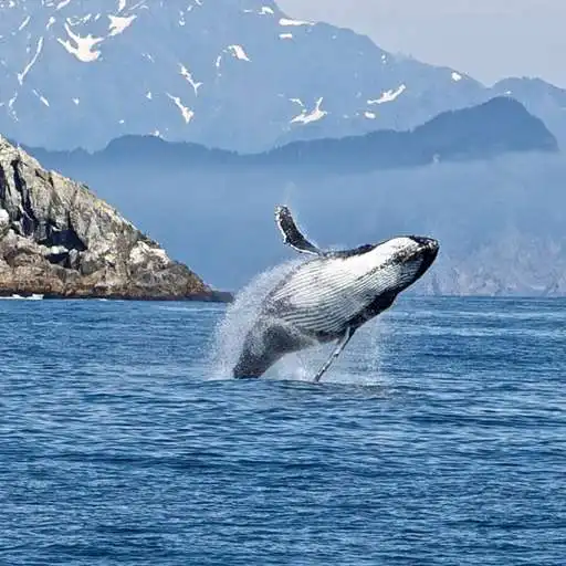 Play Whale Wallpaper APK Play Whale Wallpaper APK