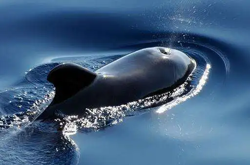 Play Whale Wallpaper  and enjoy Whale Wallpaper with UptoPlay