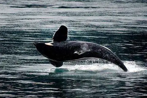 Play Whale Wallpaper as an online game Whale Wallpaper with UptoPlay