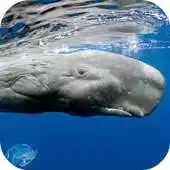Free play online Whale Wallpapers HD APK