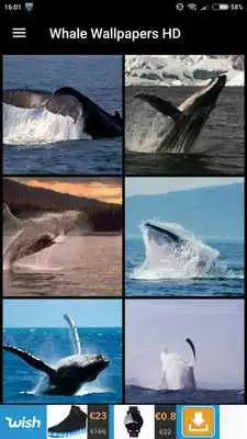 Play Whale Wallpapers HD