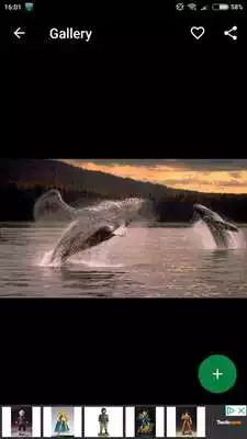 Play Whale Wallpapers HD
