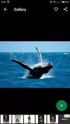 Play Whale Wallpapers HD