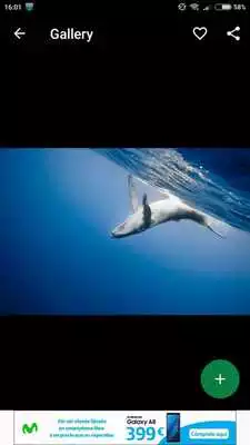 Play Whale Wallpapers HD