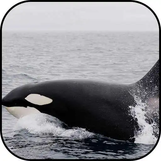 Free play online Whale Wallpapers APK Free play online Whale Wallpapers APK