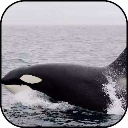 Play Whale wallpapers APK Play Whale wallpapers APK
