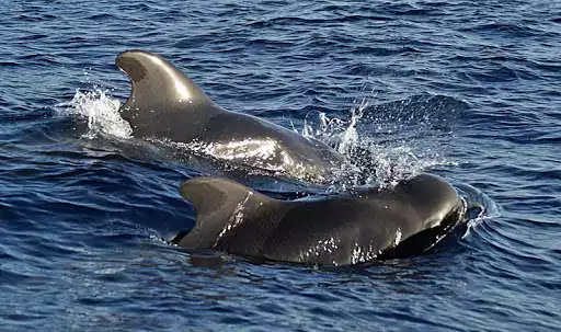 Play Whale wallpapers  and enjoy Whale wallpapers with UptoPlay