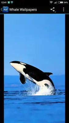 Play Whale Wallpapers