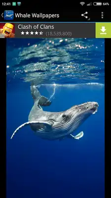 Play Whale Wallpapers