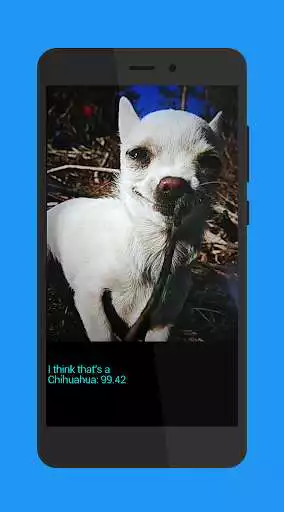 Play WhatDog as an online game online WhatDog with UptoPlay com.omegadevs.whatdog Play WhatDog as an online game WhatDog with UptoPlay
