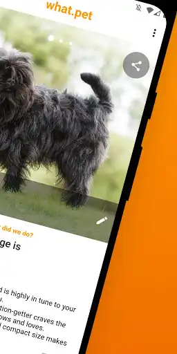 Play What.pet: Dog & Cat Breed ID, Ancestry, Quiz Game as an online game What.pet: Dog & Cat Breed ID, Ancestry, Quiz Game with UptoPlay