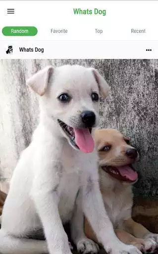 Play WhatsDog Play WhatsDog