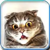 Free play online What You Said? APK Free play online What You Said? APK