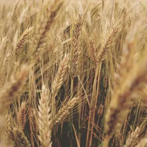 Play Wheat Wallpaper APK