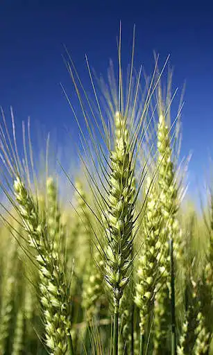 Play Wheat Wallpaper and enjoy Wheat Wallpaper with UptoPlay Play Wheat Wallpaper and enjoy Wheat Wallpaper with UptoPlay