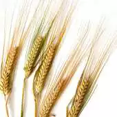 Free play online Wheat Wallpapers APK Free play online Wheat Wallpapers APK