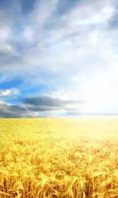 Play Wheat Wallpapers