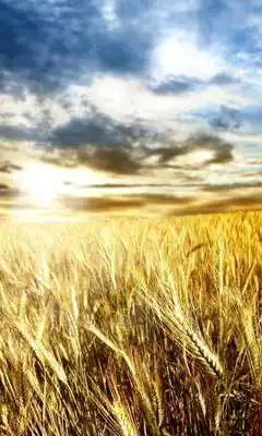 Play Wheat Wallpapers