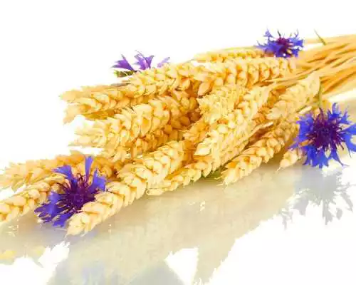 Play Wheat Wallpapers