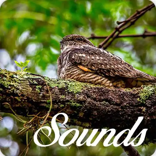 Play Whippoorwill Bird Song Sounds and Ringtone Audio APK