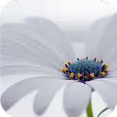 Free play online White blossom. Live wallpapers APK