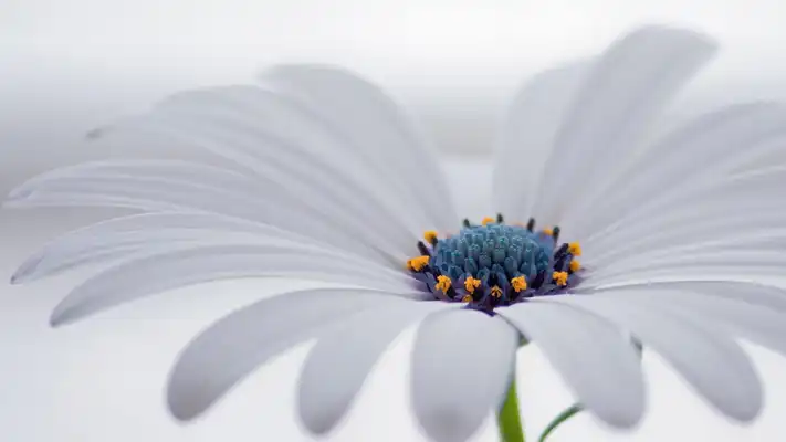 Play White blossom. Live wallpapers Play White blossom. Live wallpapers