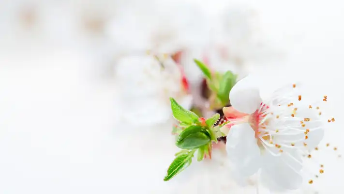 Play White blossom. Live wallpapers Play White blossom. Live wallpapers