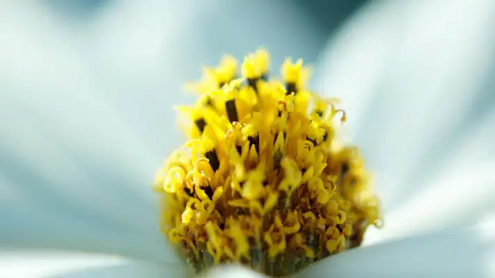 Play White blossom. Live wallpapers Play White blossom. Live wallpapers