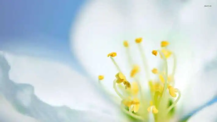 Play White blossom. Live wallpapers Play White blossom. Live wallpapers