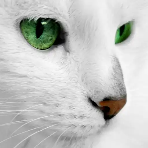 Play White Cats Live Wallpaper APK Play White Cats Live Wallpaper APK