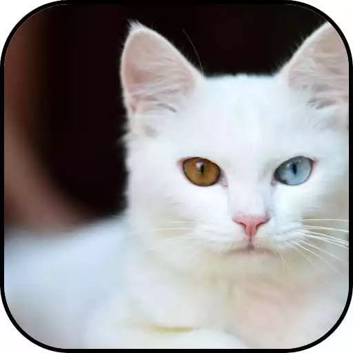 Play White cats wallpapers APK