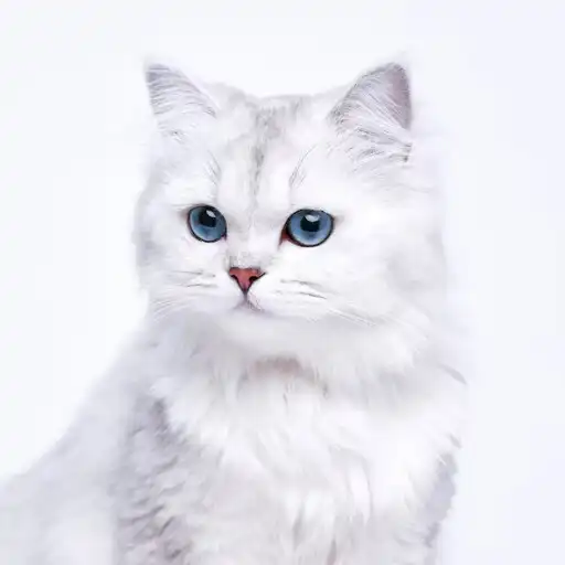 Play White Cat Wallpaper APK