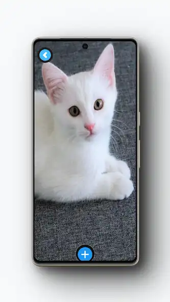 Play White Cat Wallpaper and enjoy White Cat Wallpaper with UptoPlay Play White Cat Wallpaper and enjoy White Cat Wallpaper with UptoPlay
