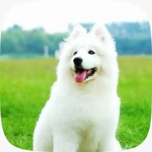 Play White Dog Wallpaper APK