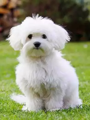 Play White Dog Wallpaper  and enjoy White Dog Wallpaper with UptoPlay