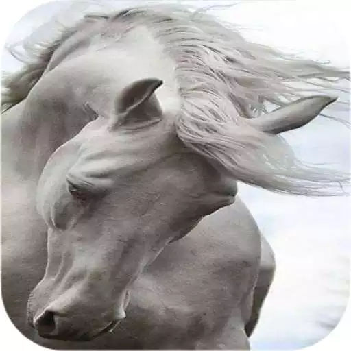 Play white horse wallpapers APK