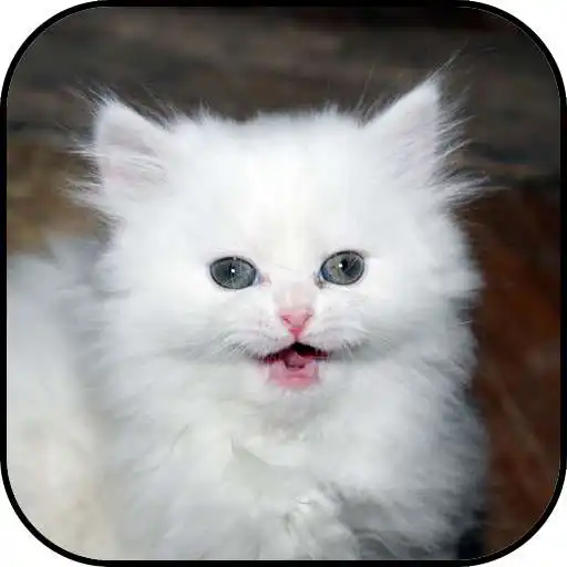 Play White kitten wallpapers APK