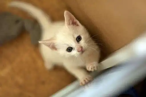Play White kitten wallpapers  and enjoy White kitten wallpapers with UptoPlay