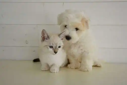 Play White kitten wallpapers as an online game White kitten wallpapers with UptoPlay