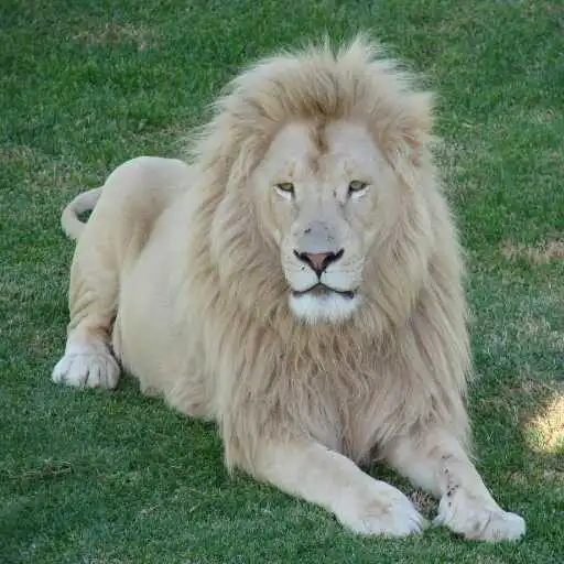 Play White Lion Wallpaper APK