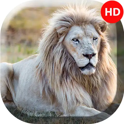 Play White Lion Wallpapers - 4k Full HD Wallpapers APK Play White Lion Wallpapers - 4k Full HD Wallpapers APK