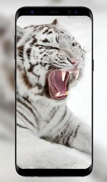 Play White Lion Wallpapers  - 4k  Full HD Wallpapers as an online game White Lion Wallpapers  - 4k  Full HD Wallpapers with UptoPlay