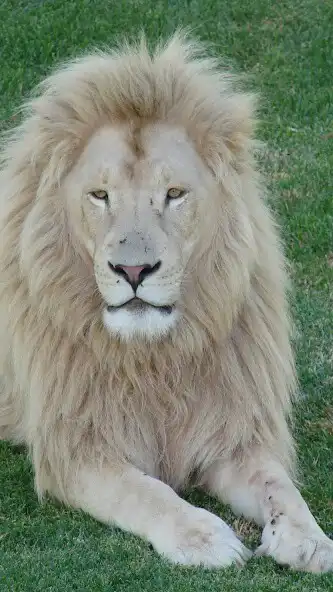 Play White Lion Wallpaper  and enjoy White Lion Wallpaper with UptoPlay