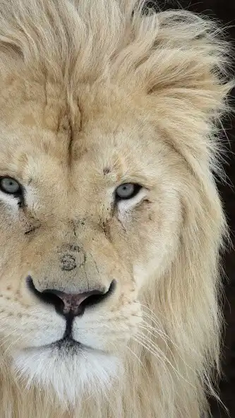 Play White Lion Wallpaper as an online game White Lion Wallpaper with UptoPlay