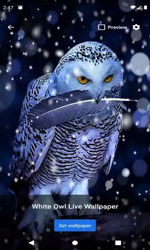 Play White Owl Live Wallpaper  and enjoy White Owl Live Wallpaper with UptoPlay