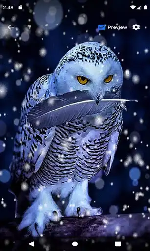 Play White Owl Live Wallpaper as an online game White Owl Live Wallpaper with UptoPlay