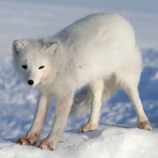Play White Polar Fox Wallpaper APK