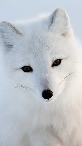 Play White Polar Fox Wallpaper  and enjoy White Polar Fox Wallpaper with UptoPlay