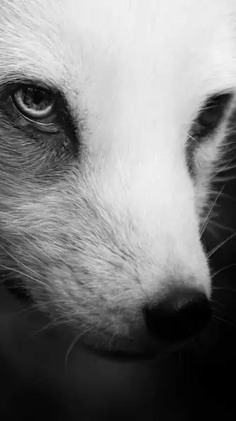 Play White Polar Fox Wallpaper as an online game White Polar Fox Wallpaper with UptoPlay