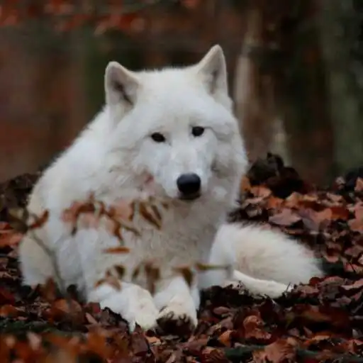 Play White Polar Wolf Wallpaper APK